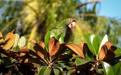 Psittacara mitratus