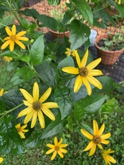 Helianthus tuberosus