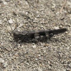 Trimerotropis fontana