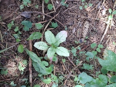 Phytolacca americana