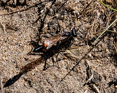 Ammophila