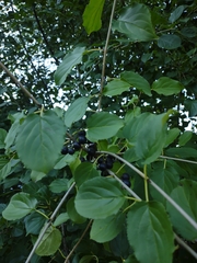 Rhamnus