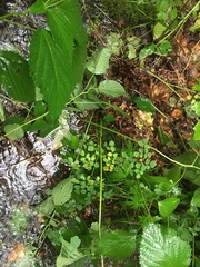 Aconitum noveboracense