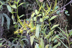 Epidendrum paniculorugulosum