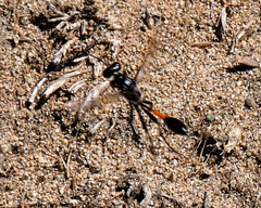Ammophila