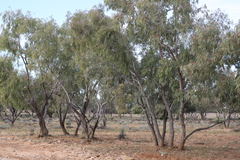 Eucalyptus coolabah