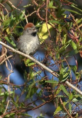 Synallaxis frontalis