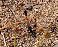 Ammophila