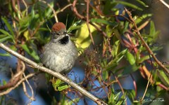 Synallaxis frontalis