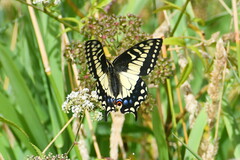 Papilio zelicaon