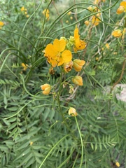 Senna hirsuta