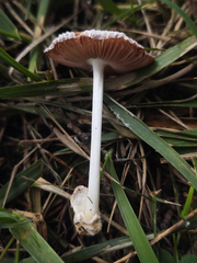Volvariella