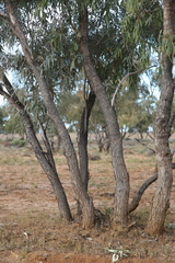 Eucalyptus coolabah