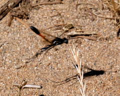 Ammophila