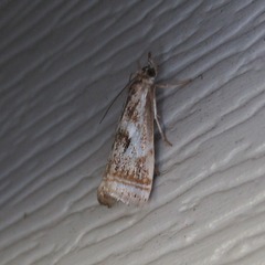 Microcrambus elegans