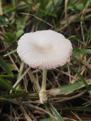 Volvariella