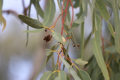 Eucalyptus coolabah