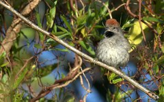 Synallaxis frontalis