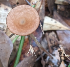 Agaricales