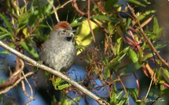 Synallaxis frontalis