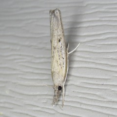 Fissicrambus mutabilis