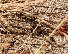 Ammophila