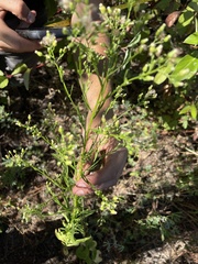 Erigeron canadensis