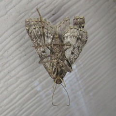 Tetanolita mynesalis