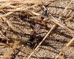 Ammophila