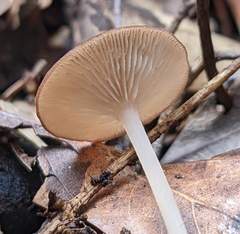 Agaricales