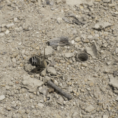 Diadasia bituberculata