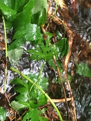 Aconitum noveboracense
