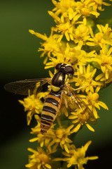 Sphaerophoria contigua