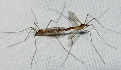 Nephrotoma ferruginea