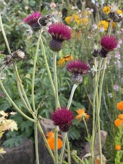 Cirsium rivulare