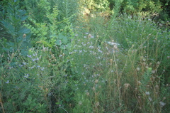 Lythrum alatum lanceolatum