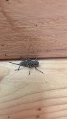Tettigoniinae