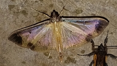 Eulepte