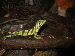 Anolis transversalis
