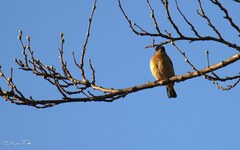Pipraeidea melanonota