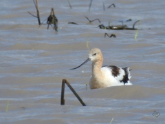 Recurvirostra americana