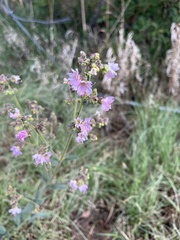 Mirabilis hirsuta