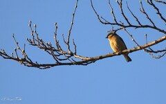 Pipraeidea melanonota