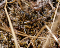 Dianthidium
