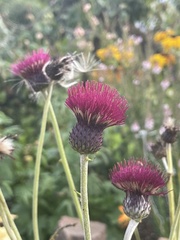 Cirsium rivulare