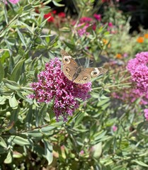 Junonia grisea