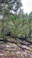 Pinus cembroides