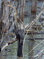 Anhinga anhinga