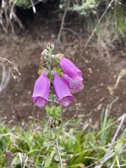 Cirsium rivulare