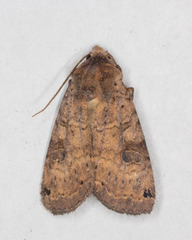 Xestia smithii
